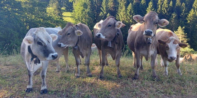Sömmerung Laupersdörfer Stierenberg